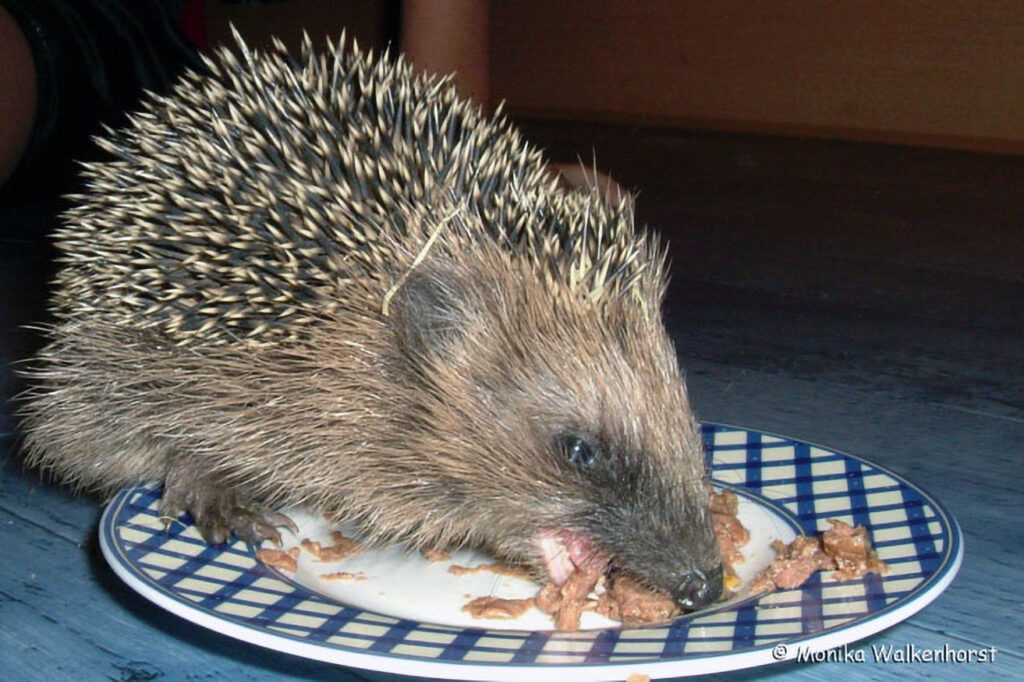 001_Igel
