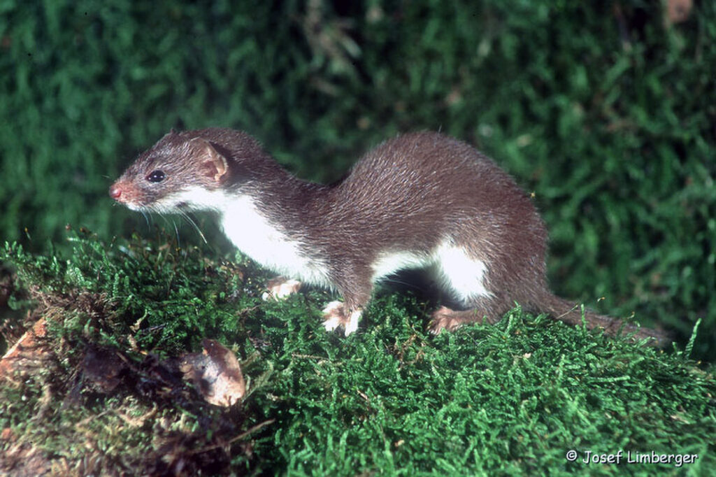 001_Mauswiesel
