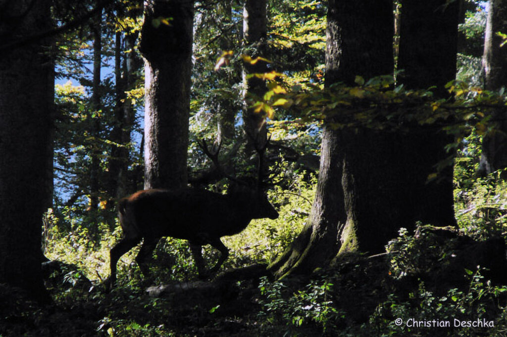 001_Rothirsch