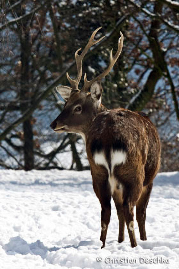 001_Sikahirsch