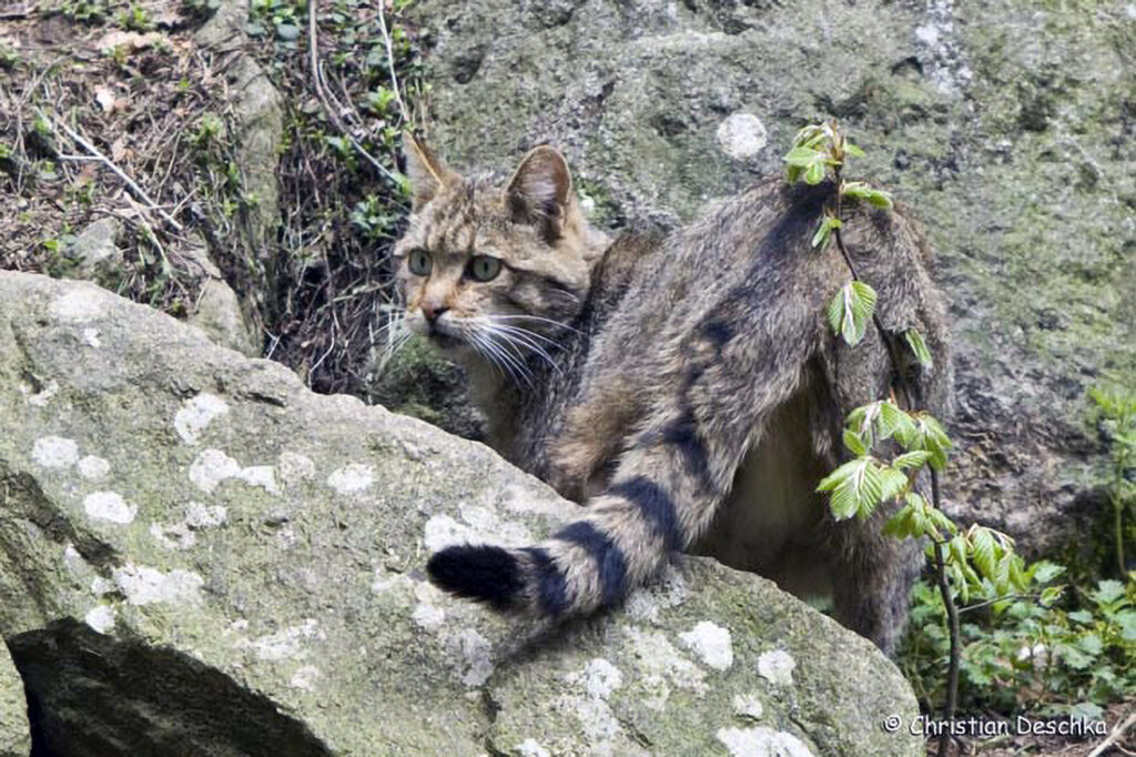 001_Wildkatze