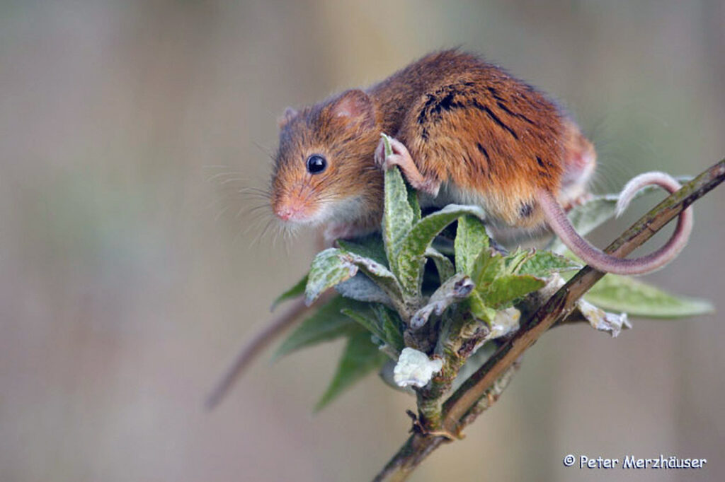 001_Zwergmaus