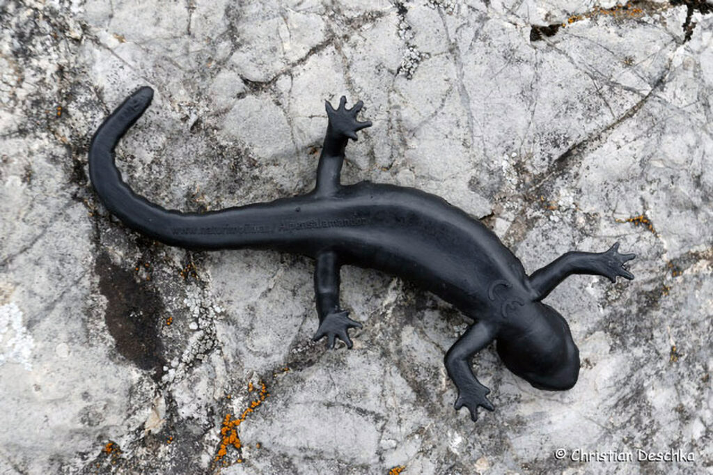 002_Alpensalamandermodell