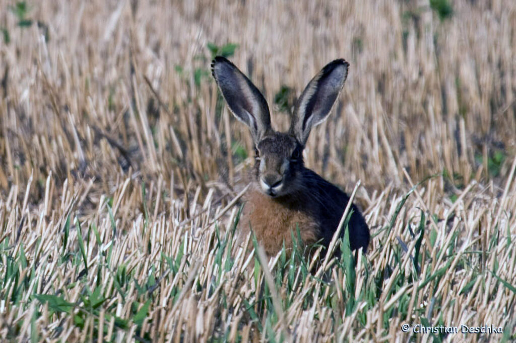 002_Feldhase
