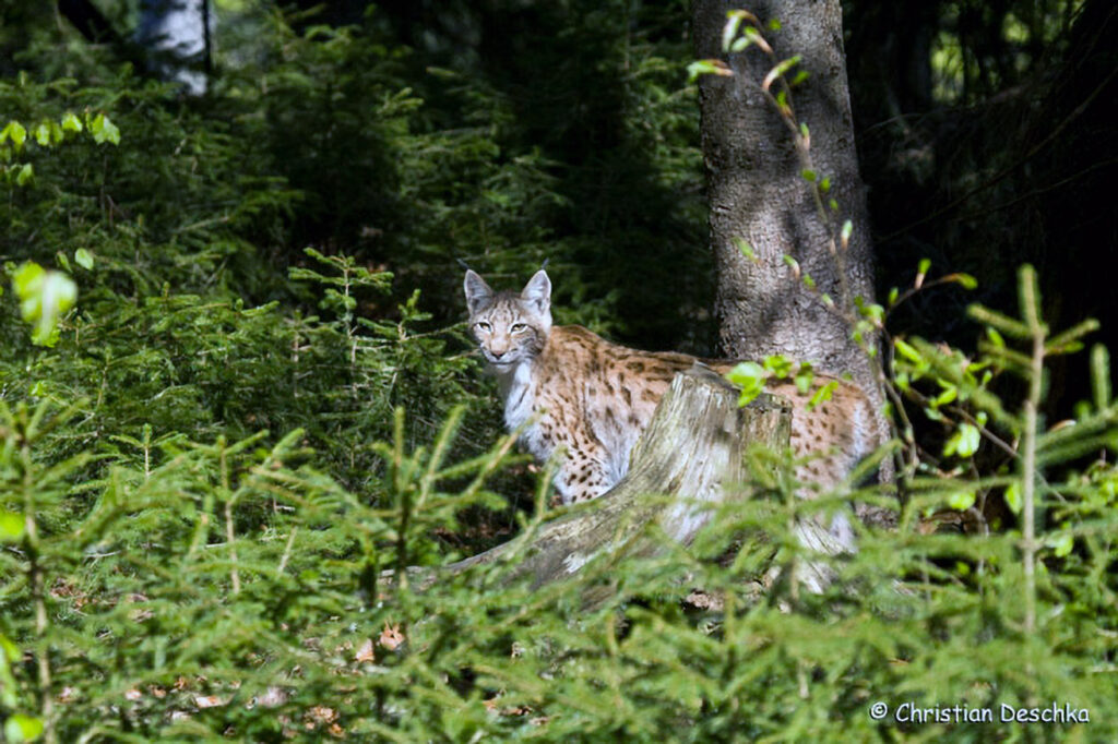 002_Luchs