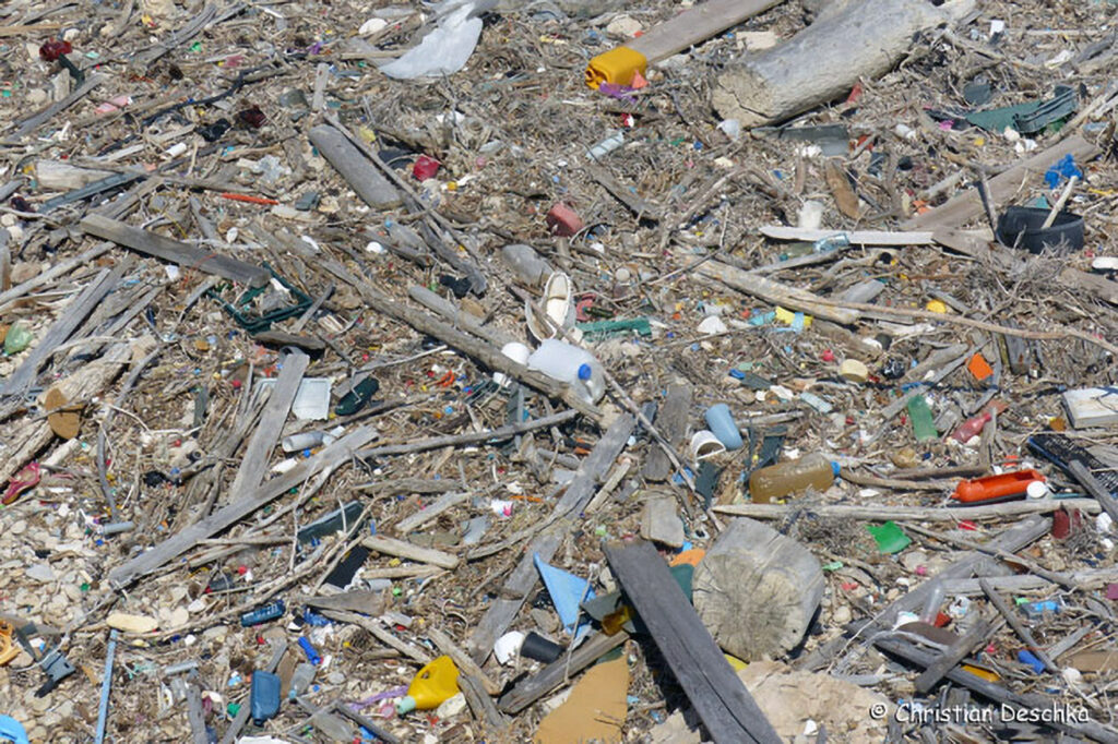 003_Alpensalamandermodell