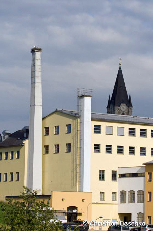 003_Voegel-an-Gebaeuden