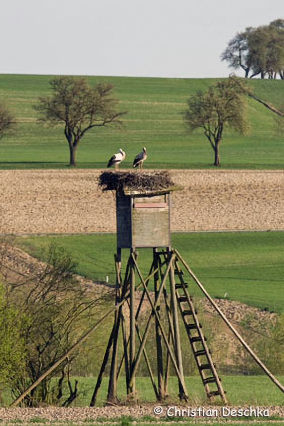 004_Voegel-an-Gebaeuden