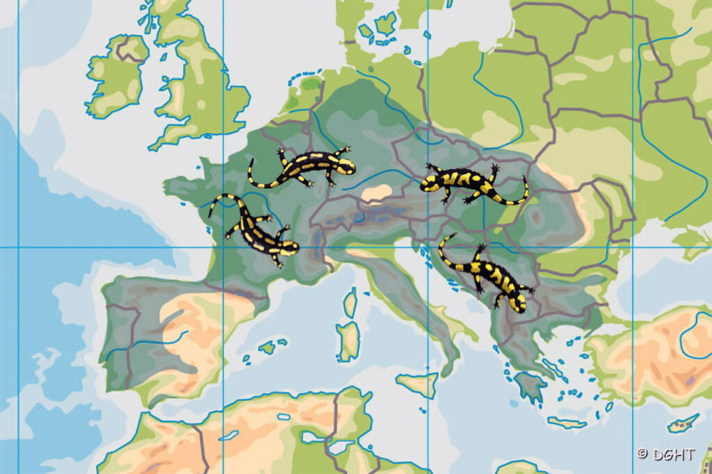 verbreitung_bufo_bufo_und_spinosus