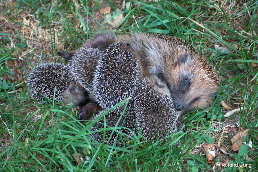 005_Igel