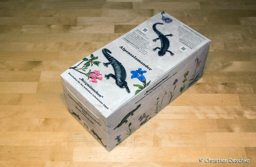 006_Alpensalamandermodell