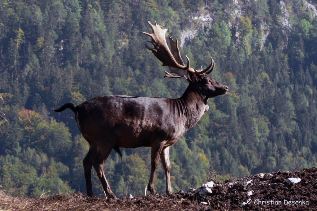 006_Damhirsch