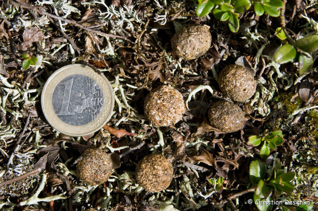 006_Tierspuren-Fotoquiz