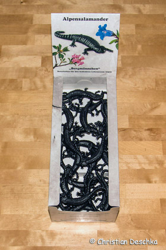 007_Alpensalamandermodell