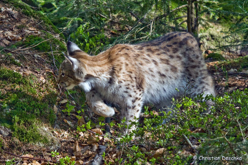 007_Luchs