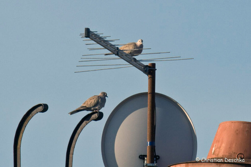 007_Wildtauben