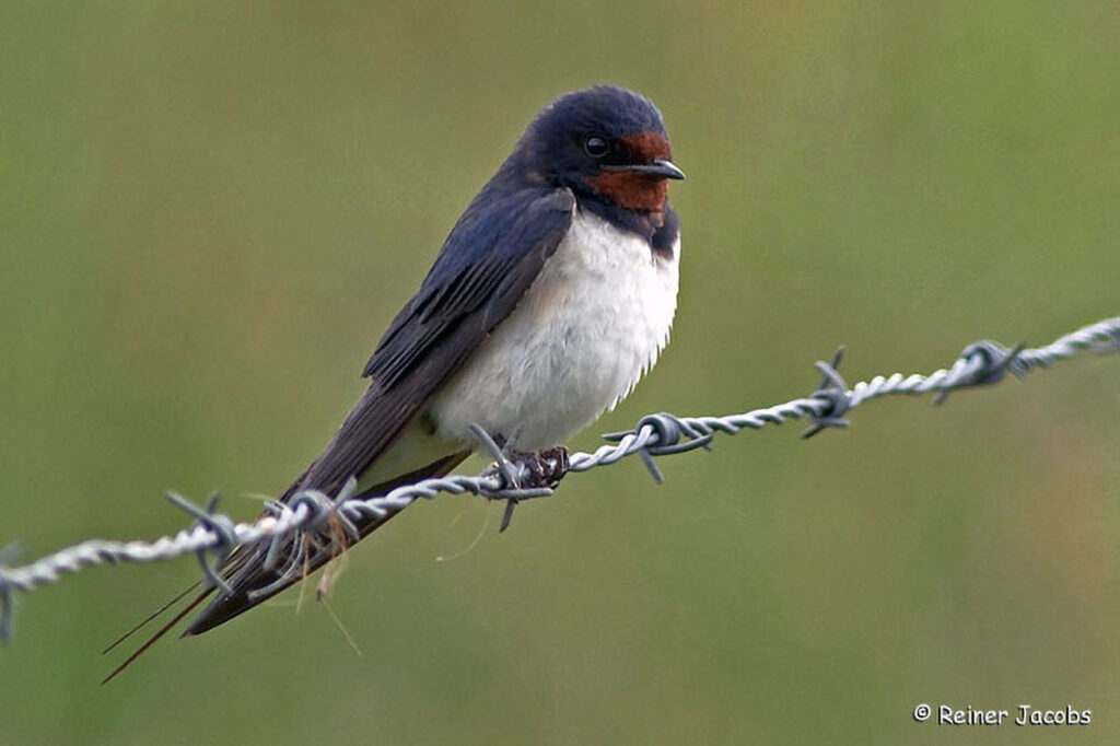 008_Voegel-an-Gebaeuden