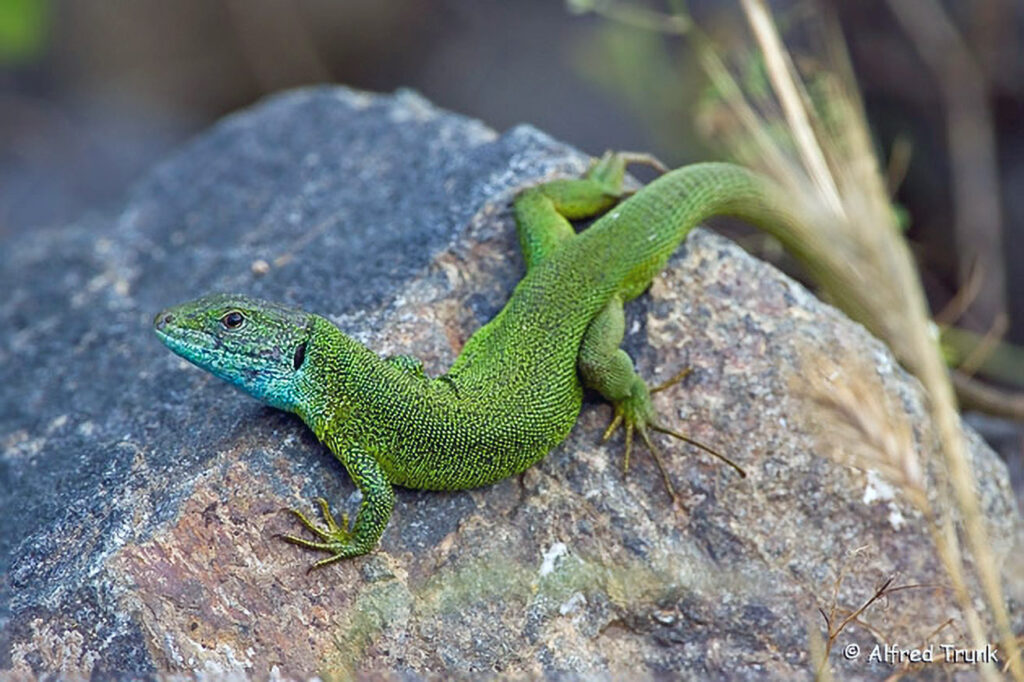 Smaragdeidechse, Lacerta viridis, eastern green lizard