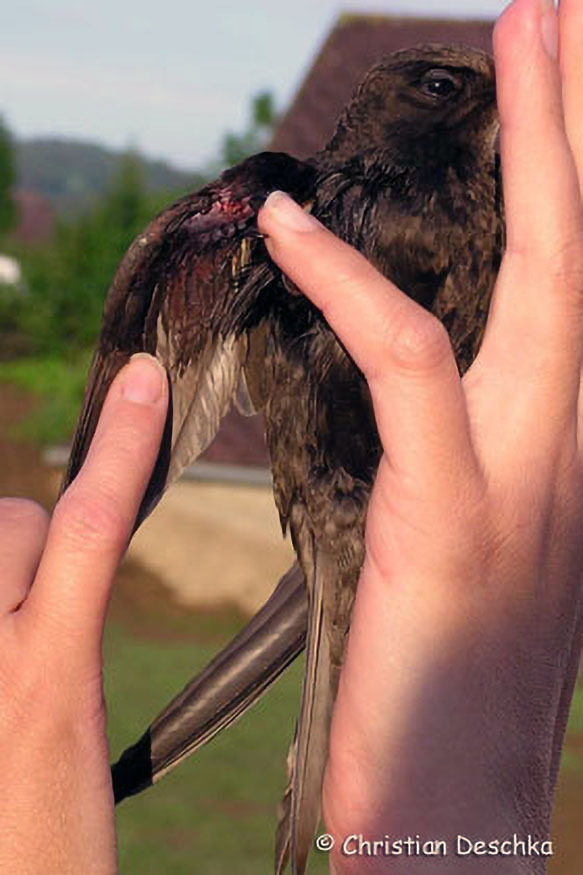 010_2_Mauerseglerprojekt