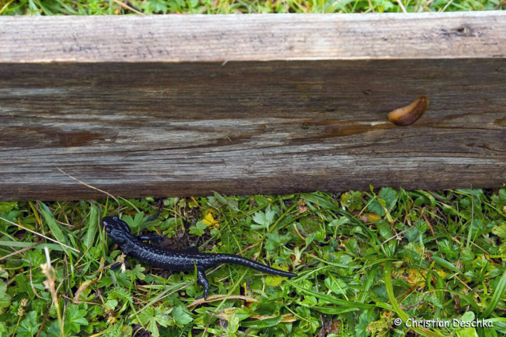 010_Alpensalamander