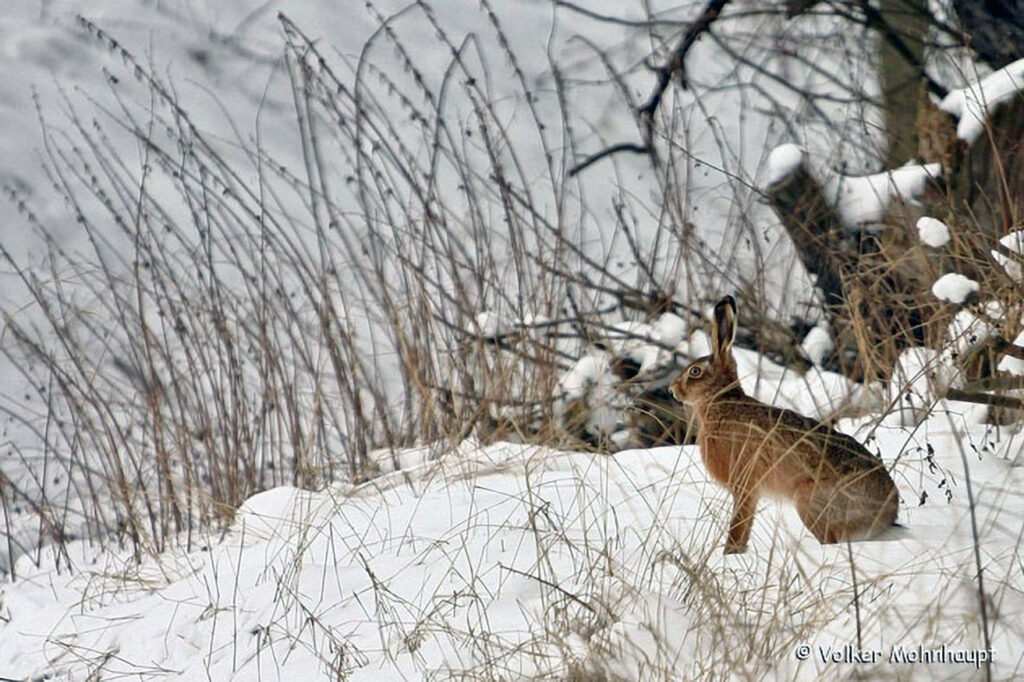 010_Feldhase