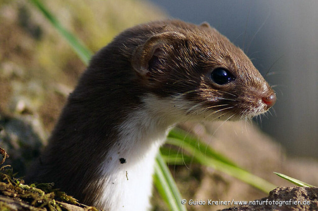 010_Mauswiesel