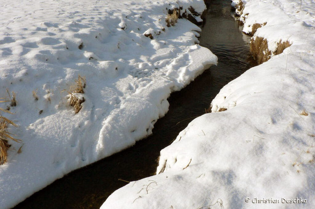 010_Tierspuren-im-Schnee