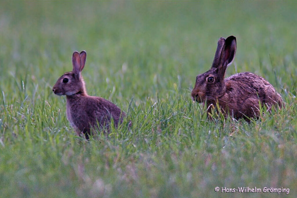 010_Wildkaninchen