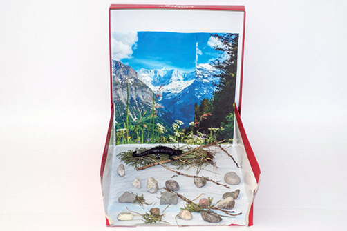 011_Alpensalamandermodell