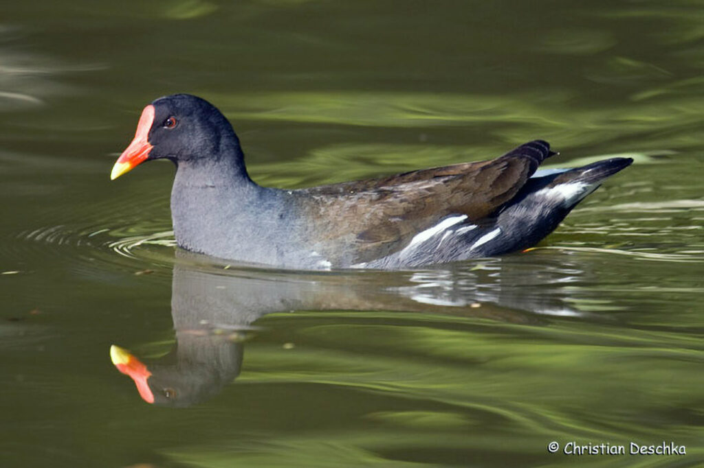 011_Fisch-und-Wasserpflanzenweg