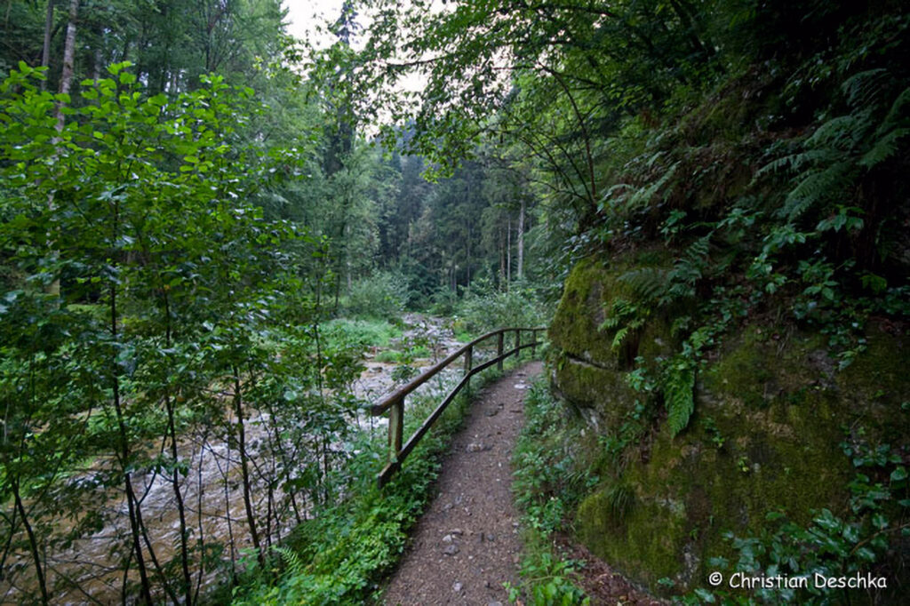 011_Naturschutzgebiet-Pesenbachtal