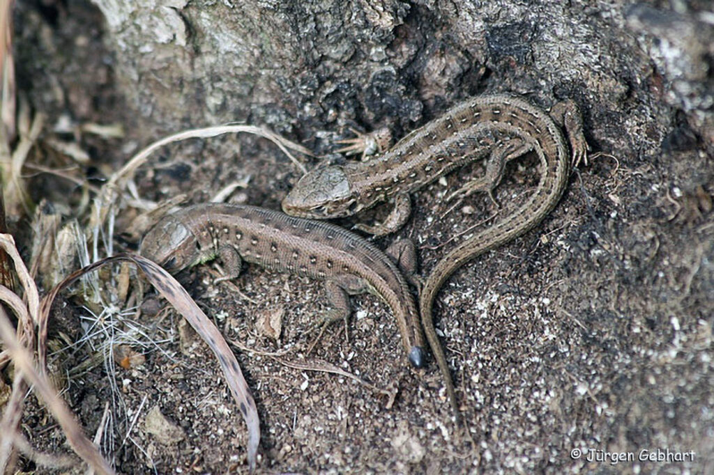 012_Reptilien