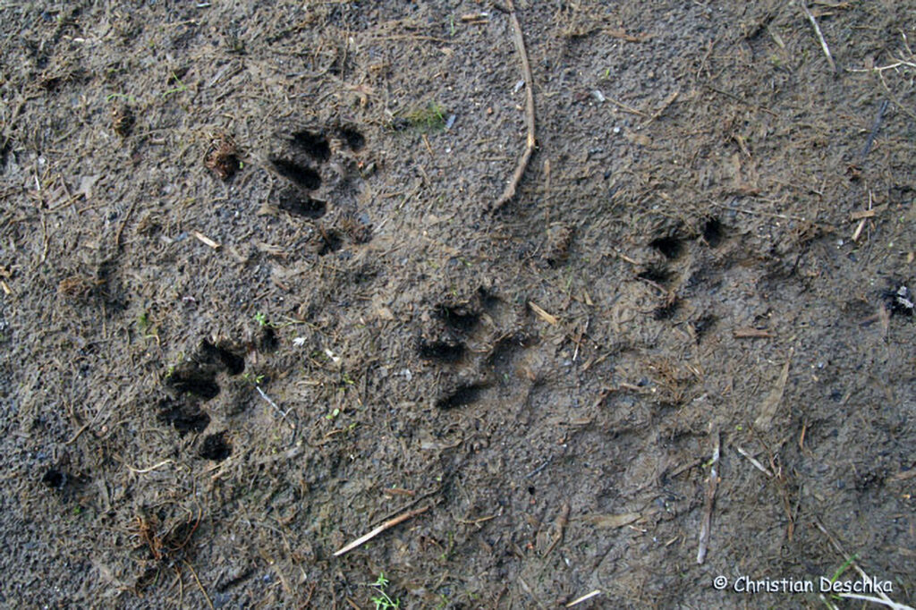 012_Tierspuren-Fotos