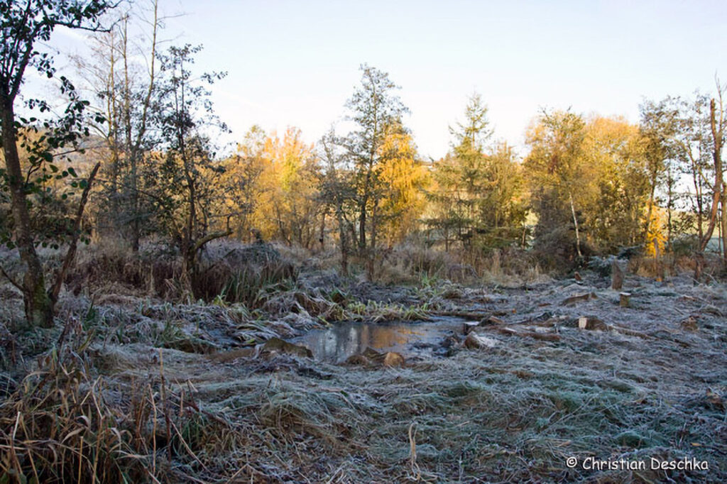 013_Amphibienprojekt