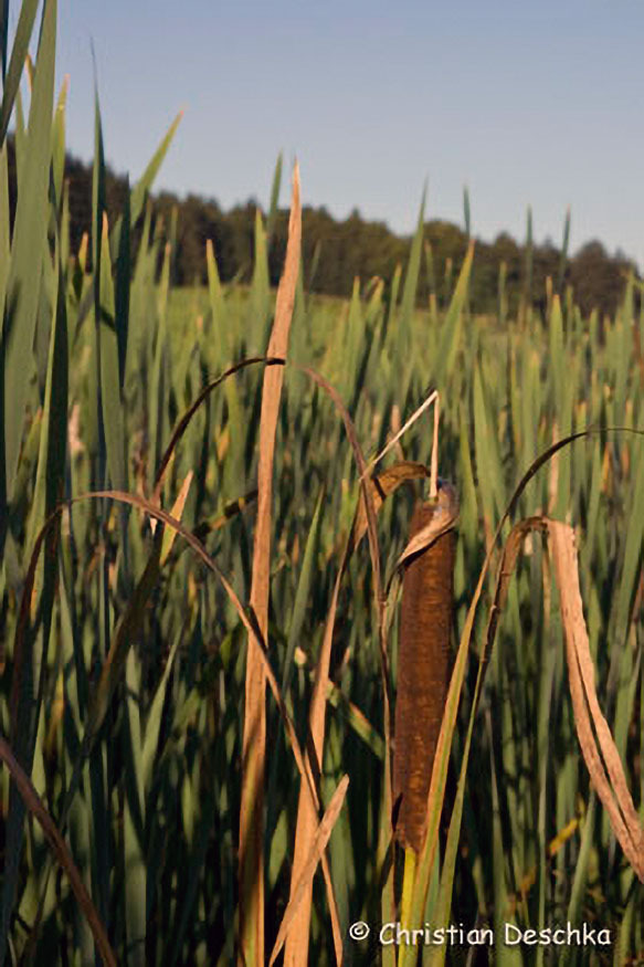 013_Fisch-und-Wasserpflanzenweg