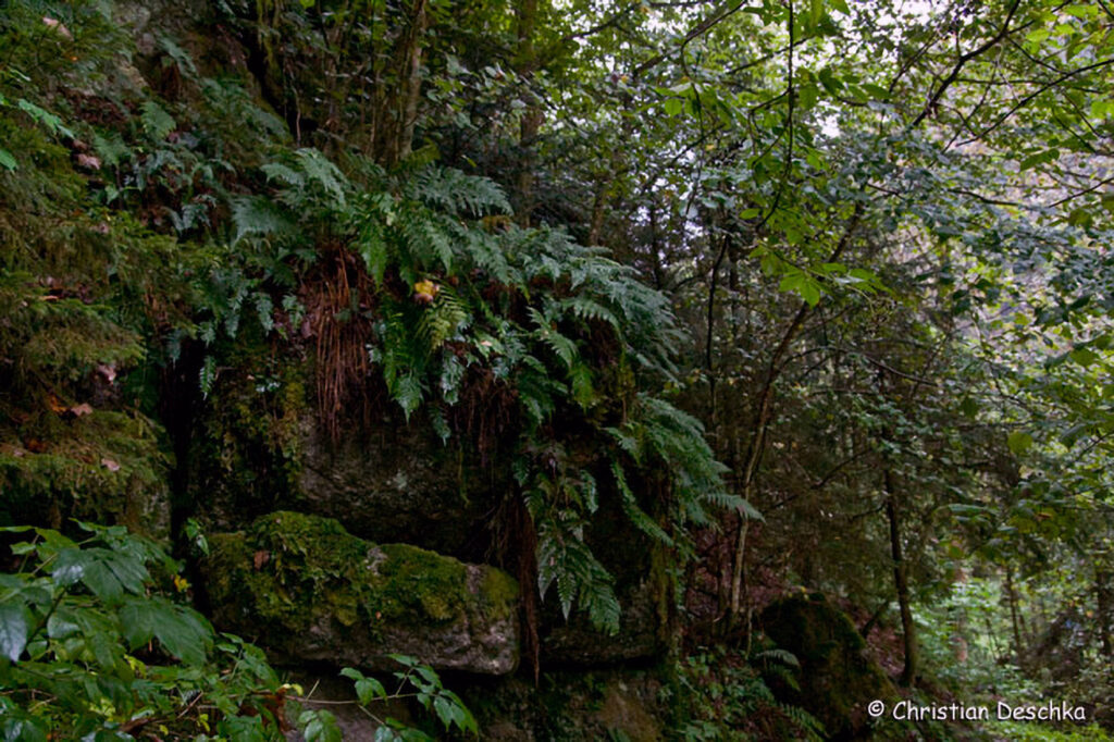 013_Naturschutzgebiet-Pesenbachtal