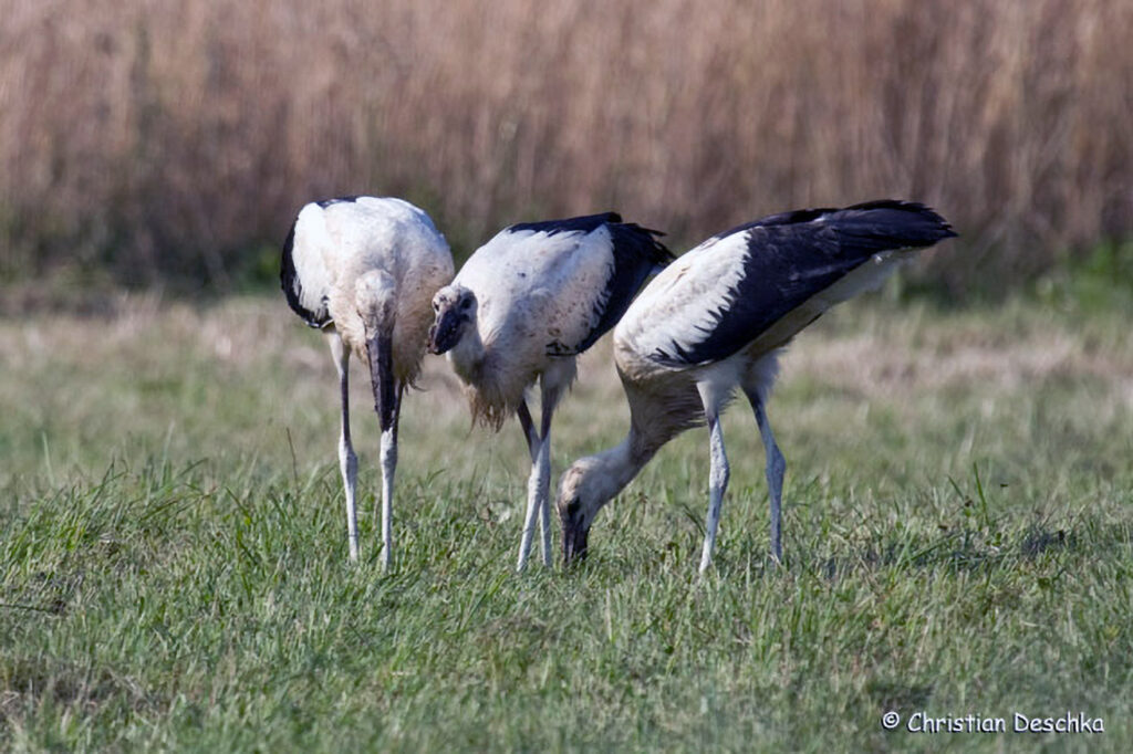 014_Naturinfozentrum-Saxen