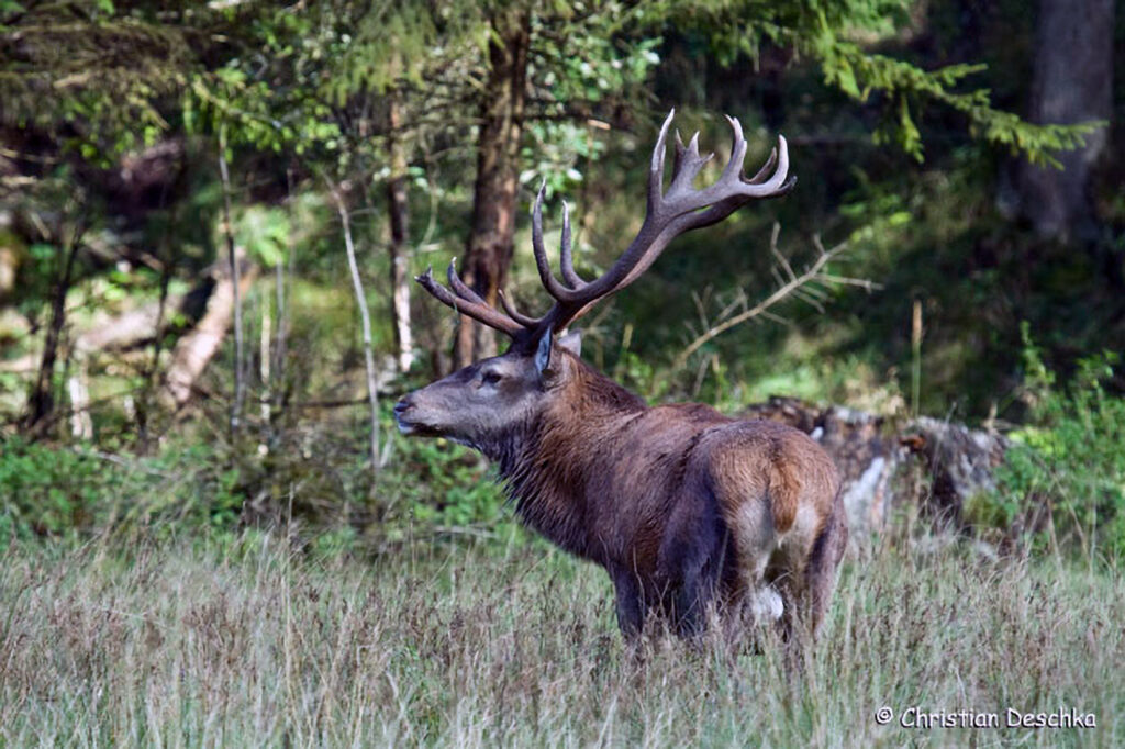 014_Rothirsch