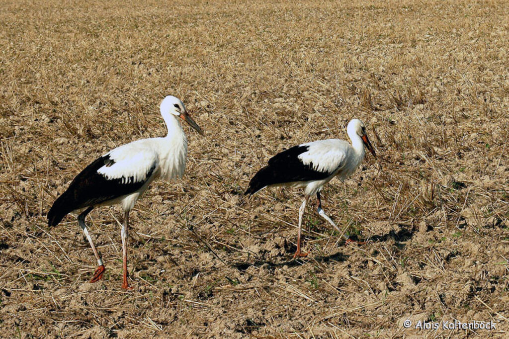 015_Naturinfozentrum-Saxen