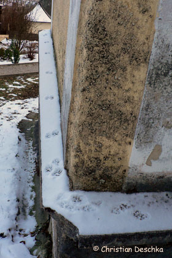 016_2_Tierspuren-im-Schnee