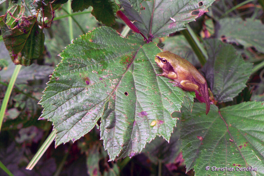 016_Laubfrosch