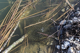 016_Umfahrung-Peilstein