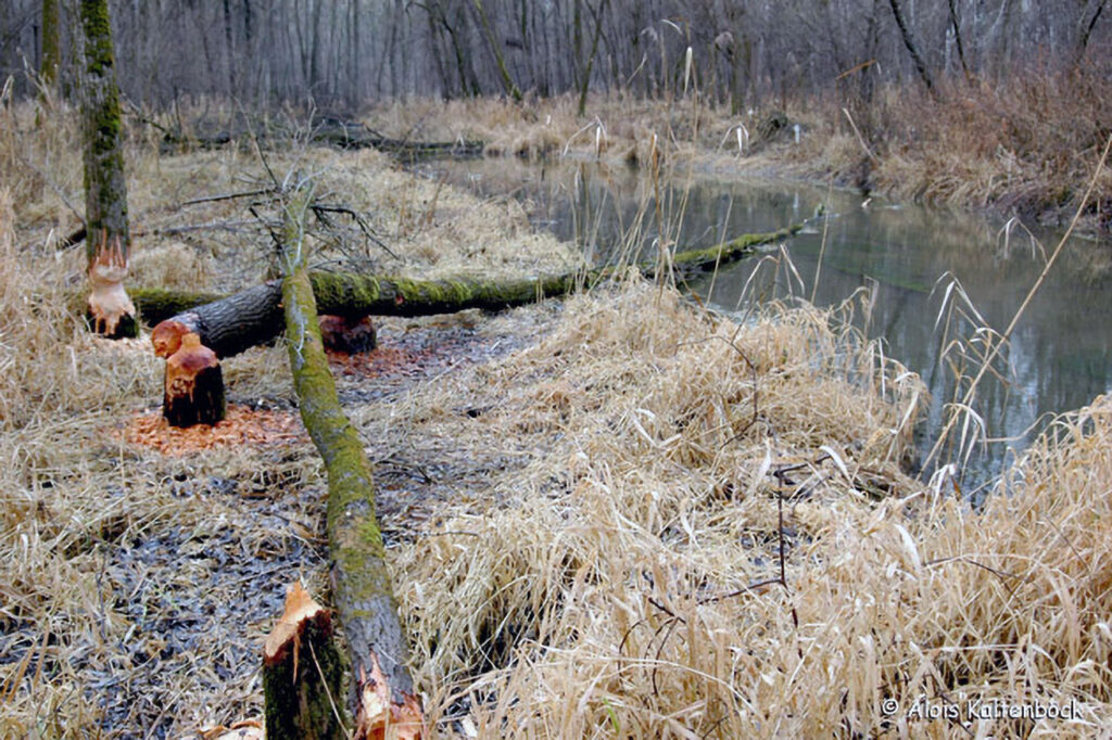 017_Naturinfozentrum-Saxen