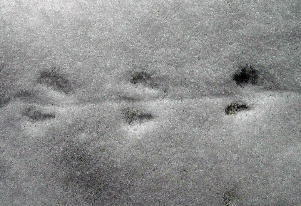 018_Tierspuren-Fotoquiz