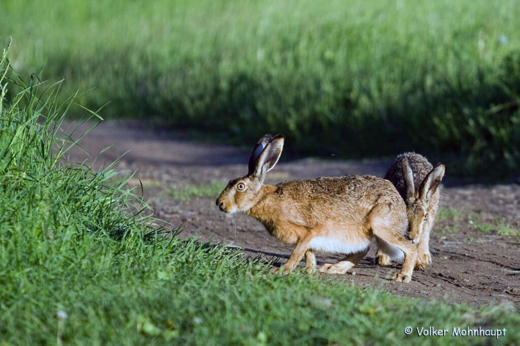 019_Feldhase