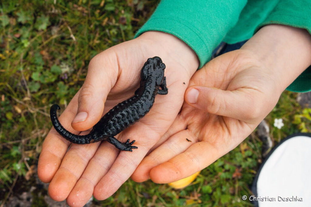 020_Alpensalamander