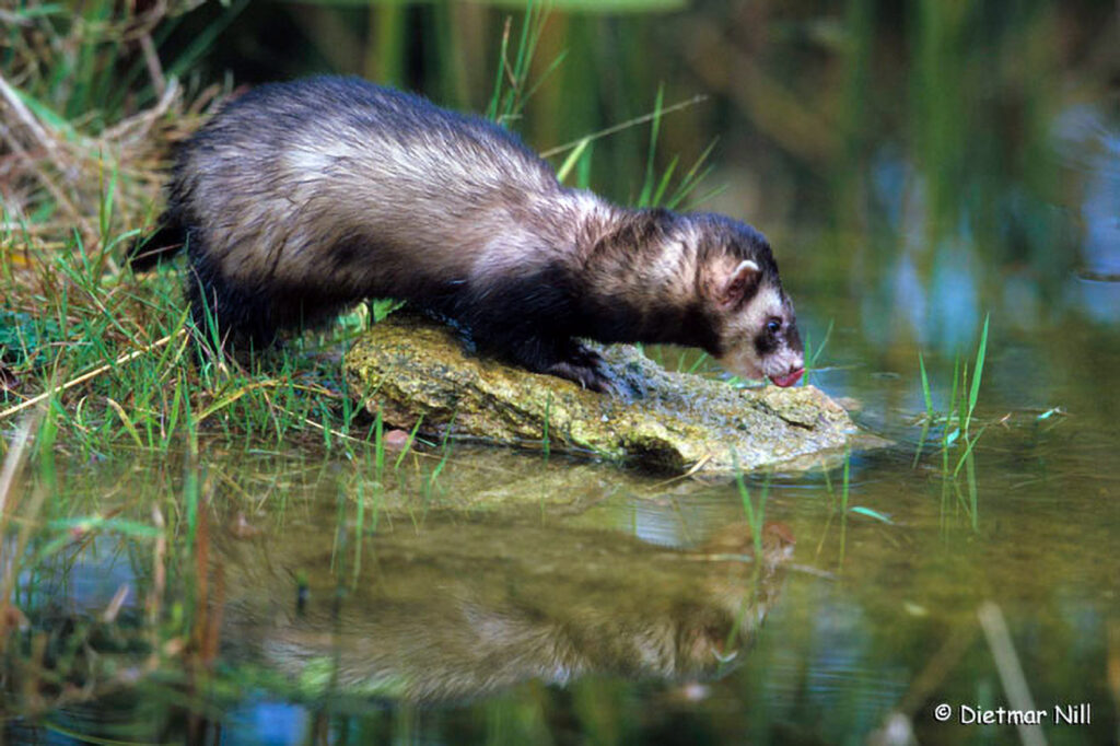 Iltis(Mustela putorius), European Polecat