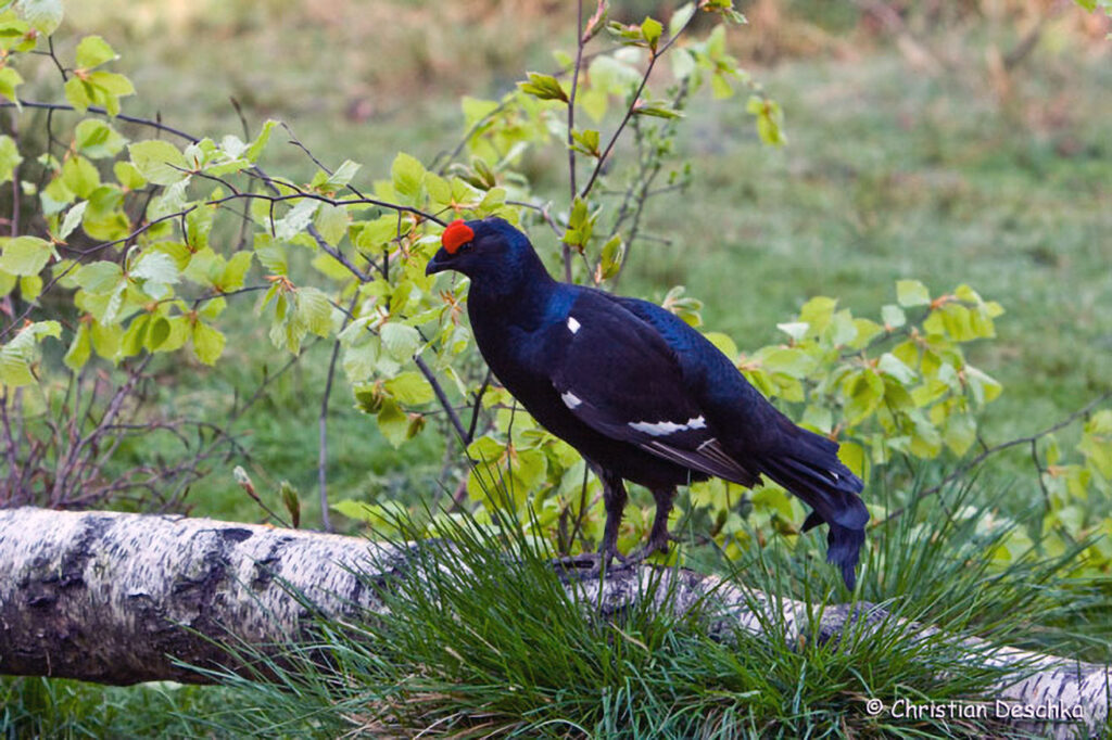 020_Kulturlandschaft