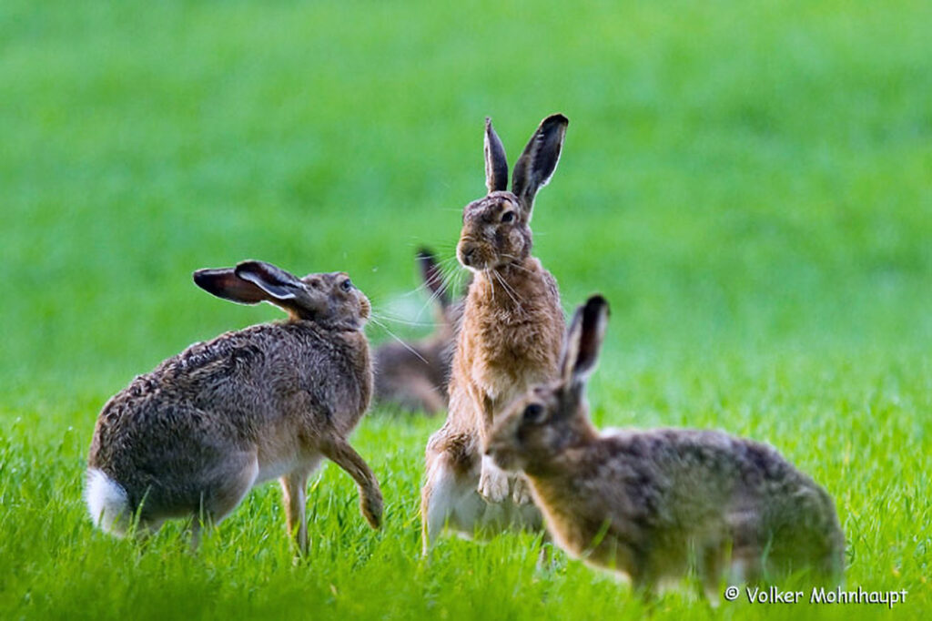 021_Feldhase