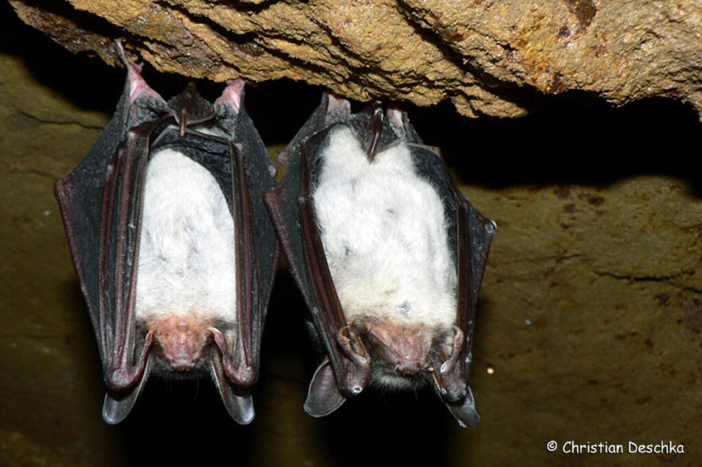 021_Fledermaeuse